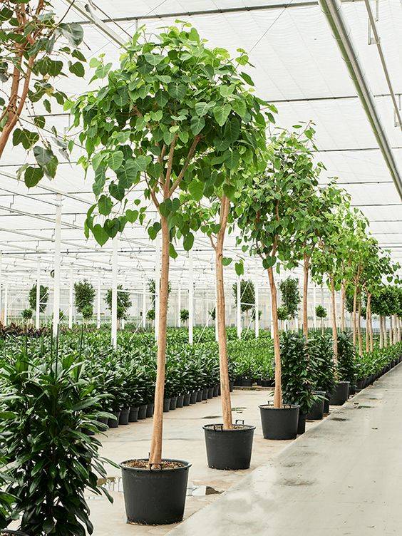 Ficus religiosa